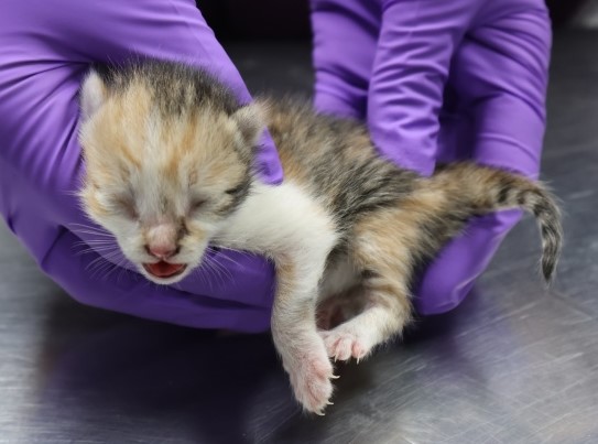 제주 동물보호센터_450650202502822