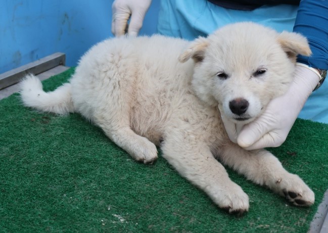 제주 동물보호센터_450650202502814