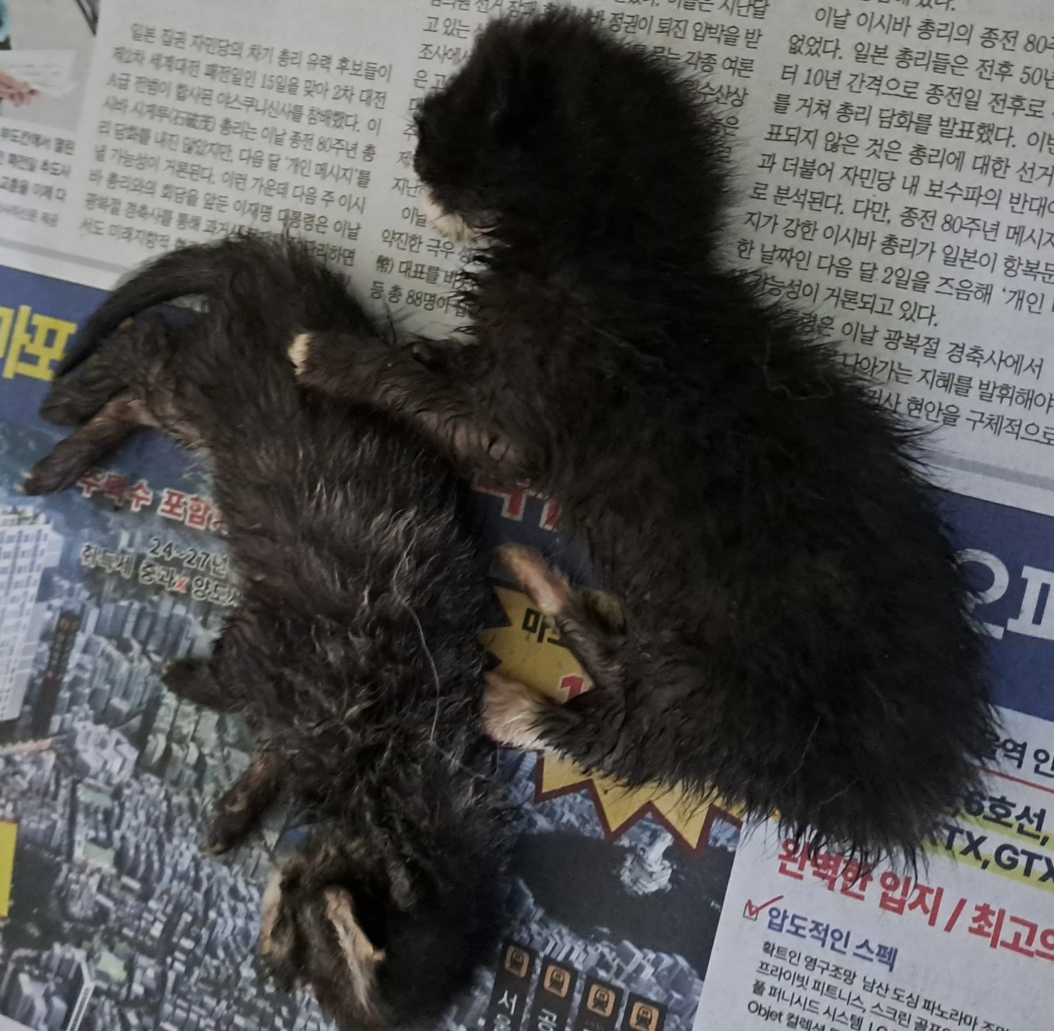 종료(자연사) 한국…