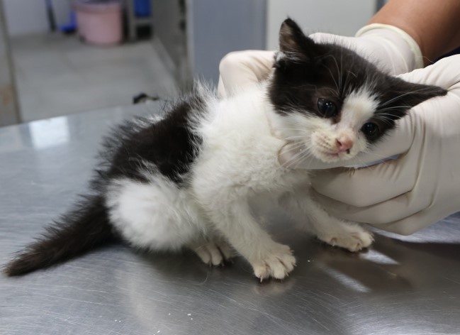 제주 동물보호센터_450650202502824