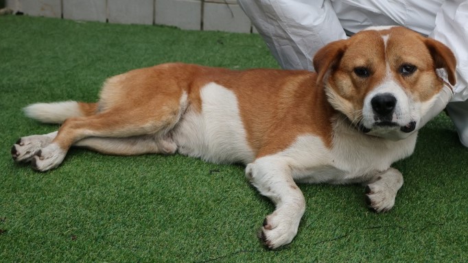 제주 동물보호센터_450650202502813