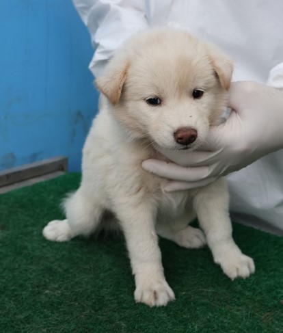 제주 동물보호센터_450650202502818