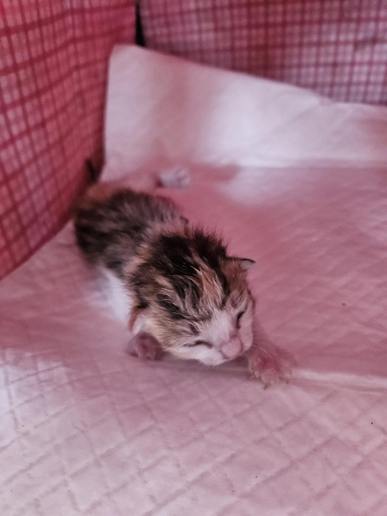 종료(자연사) 한국…