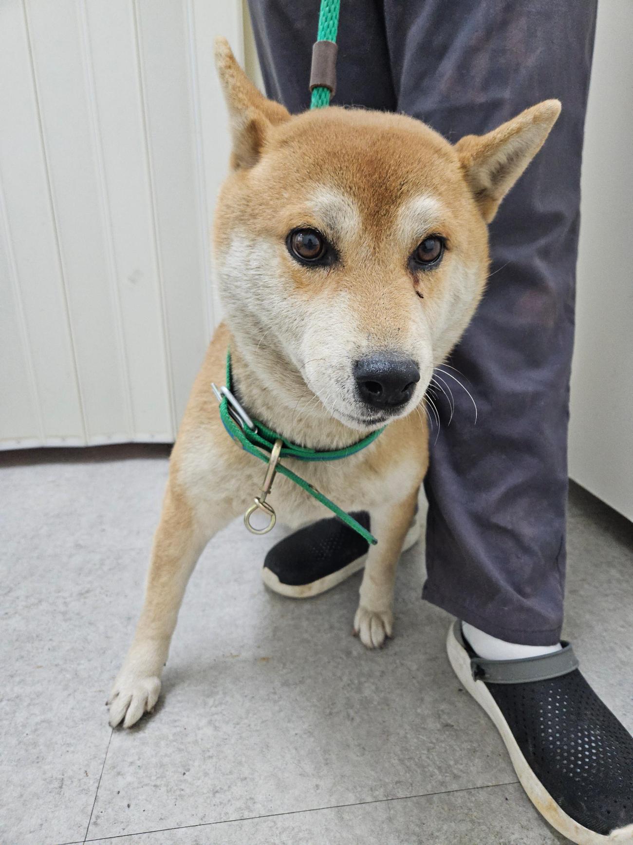 종료(입양) 시바의…