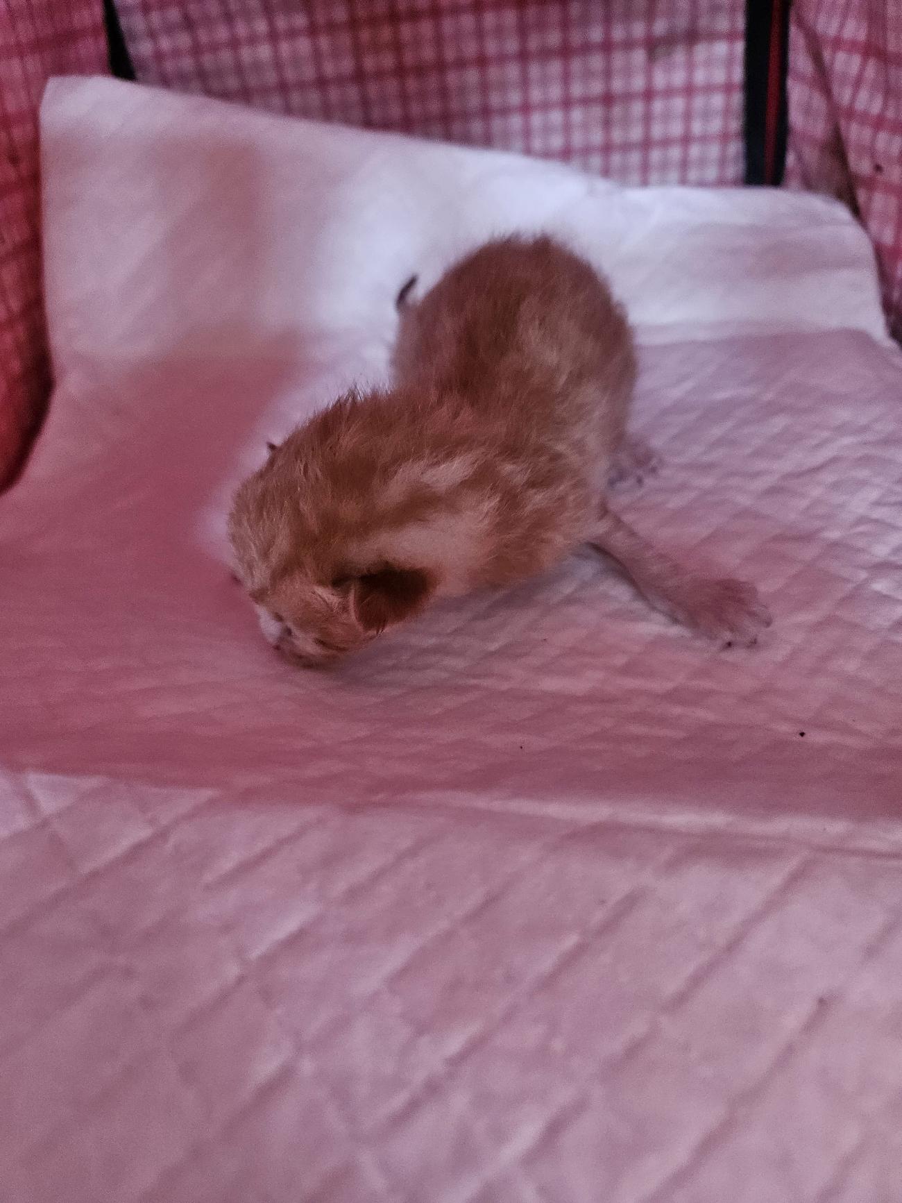 종료(자연사) 한국…