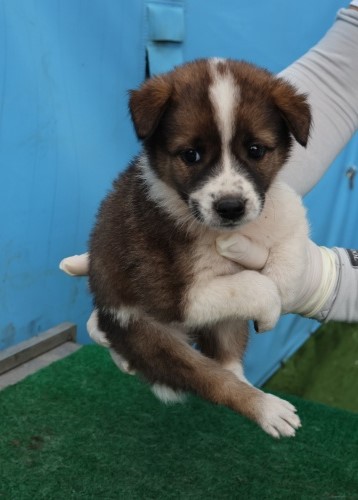 종료(입양) 믹스견…