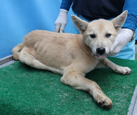 제주 동물보호센터_450650202502812
