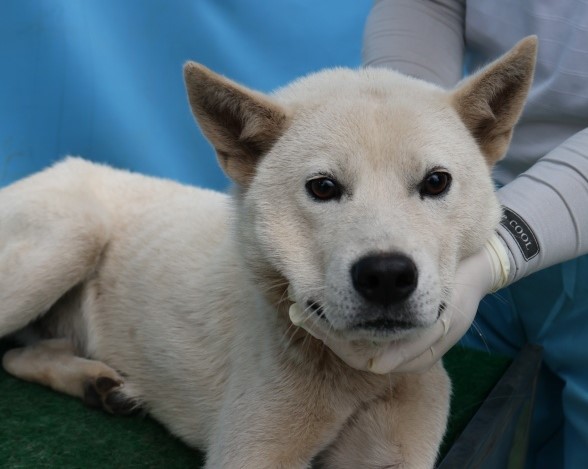 보호중 믹스견의 가…