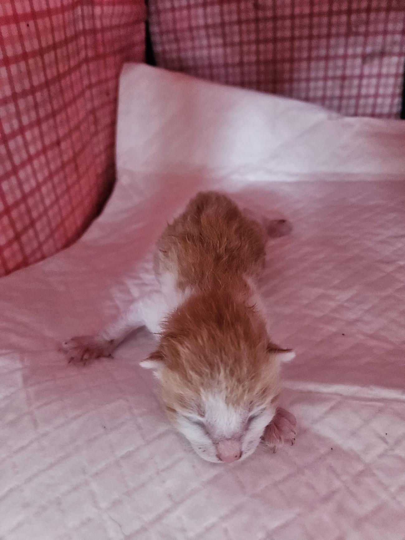 종료(자연사) 한국…