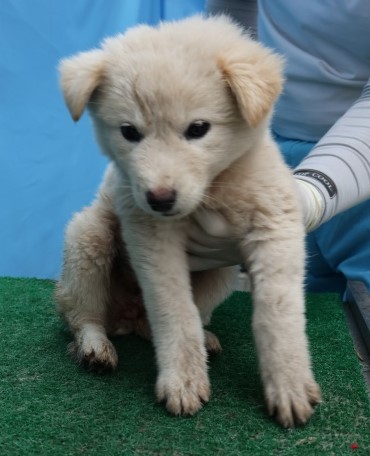 제주 동물보호센터_450650202502809