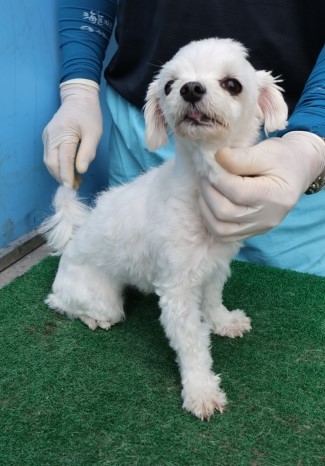 제주 동물보호센터_450650202502815