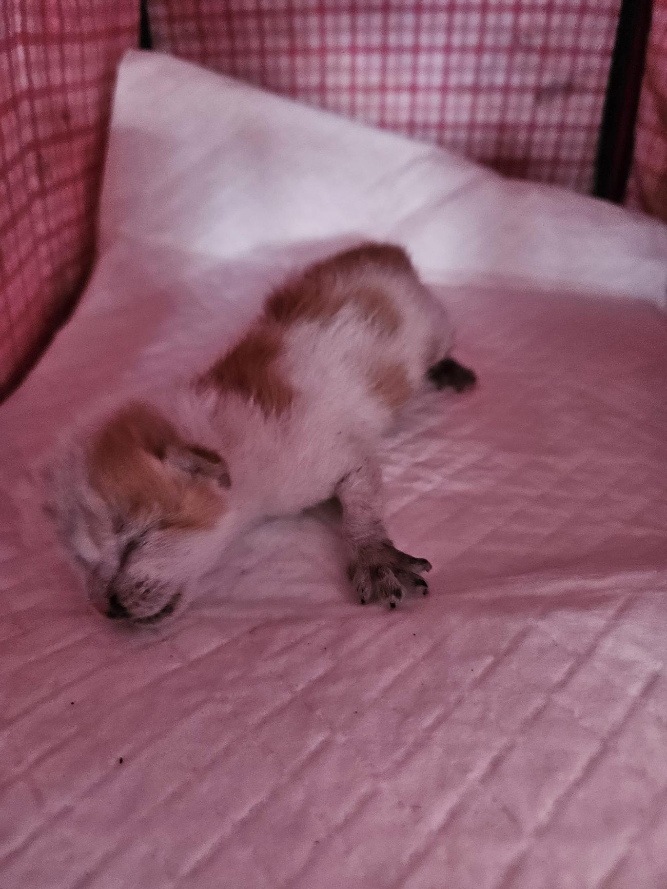 종료(자연사) 한국…