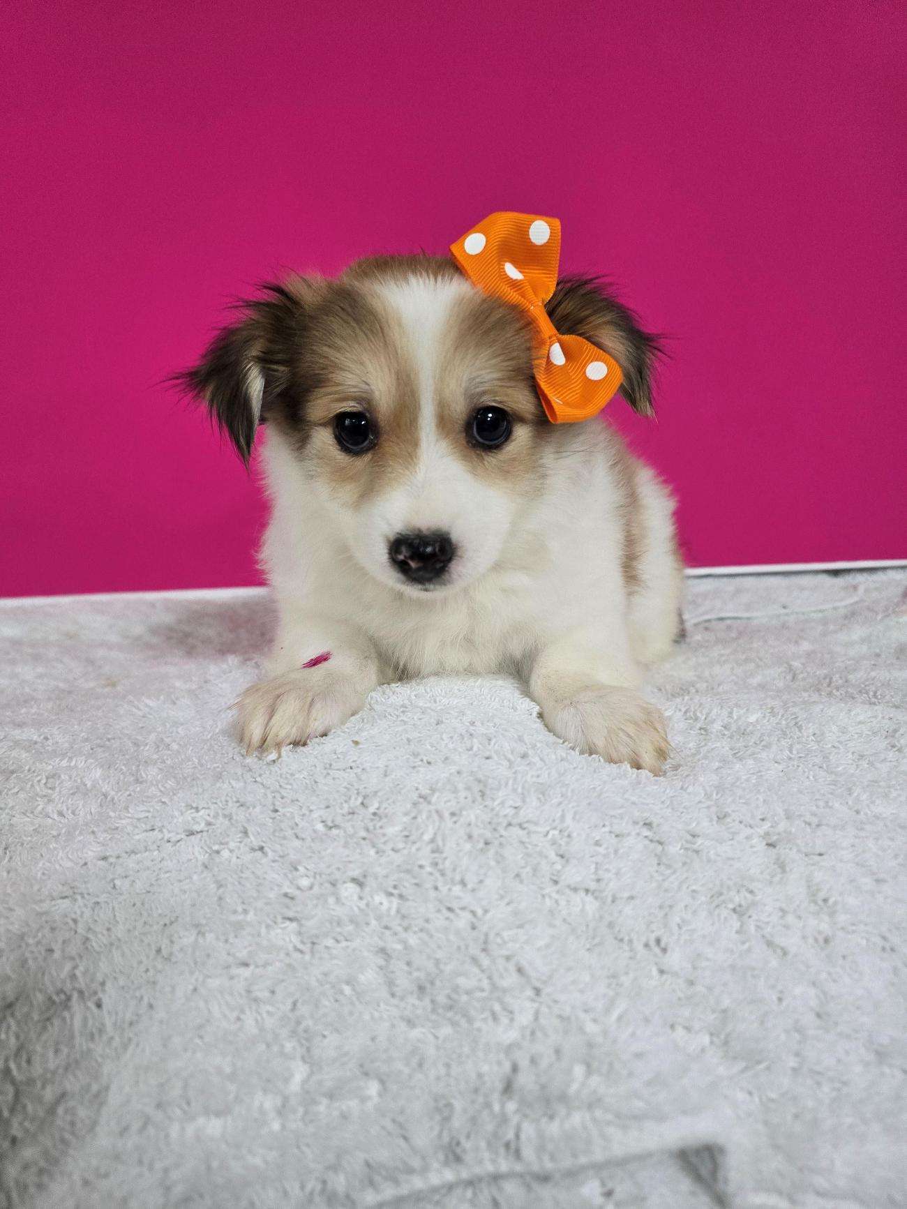 보호중 믹스견의 가…