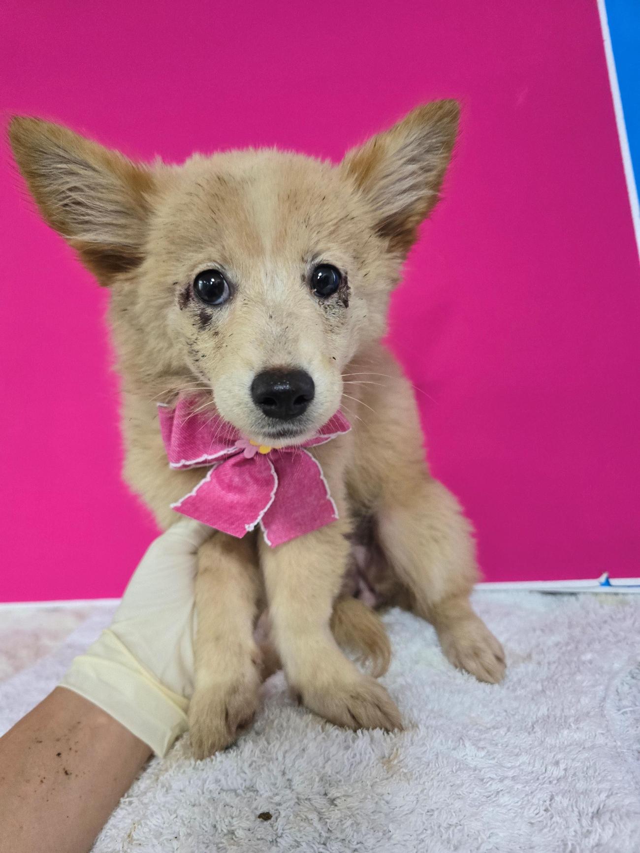 보호중 믹스견의 가…