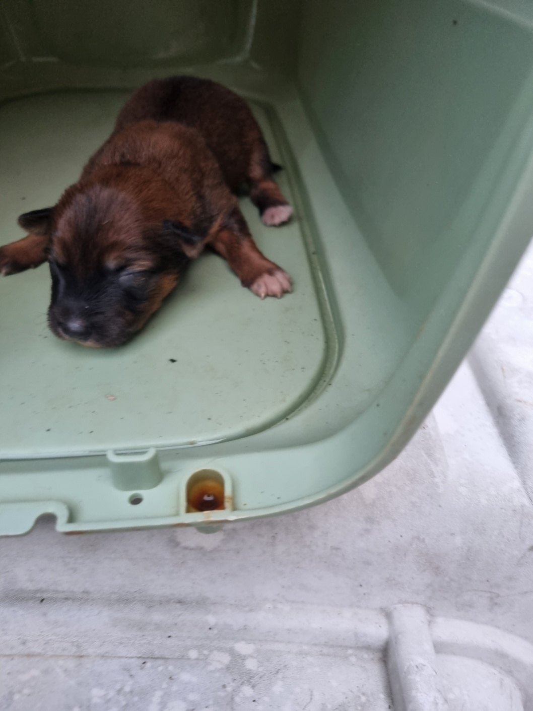 부안군 동물보호센터_445479202501160