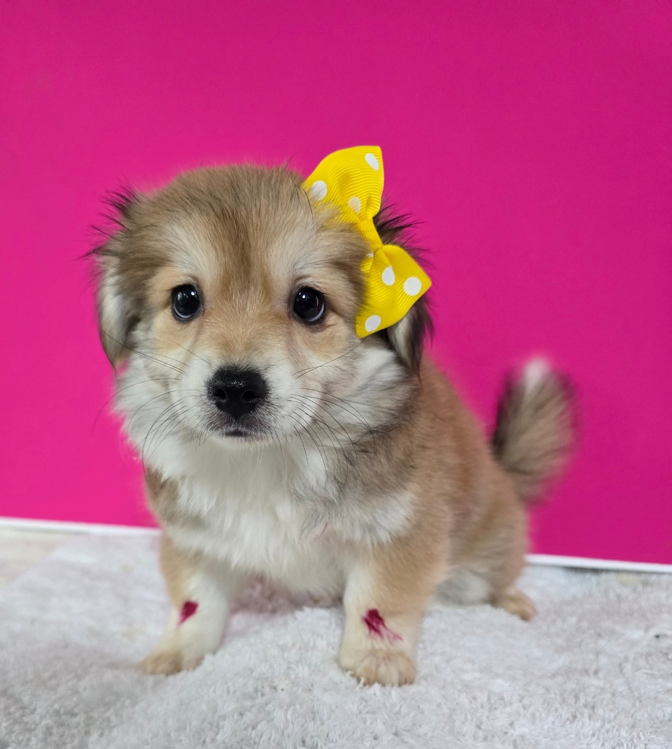 종료(입양) 믹스견…