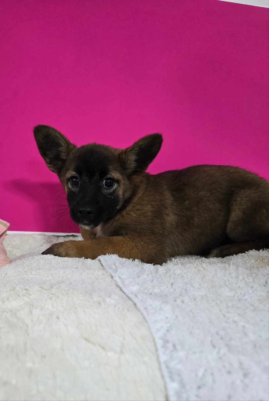 밀양시 동물보호센터_448536202500907