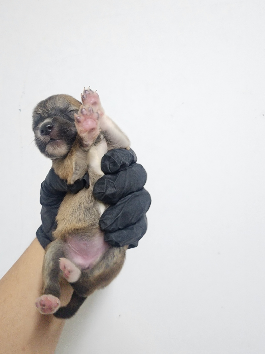 종료(기증) 믹스견…