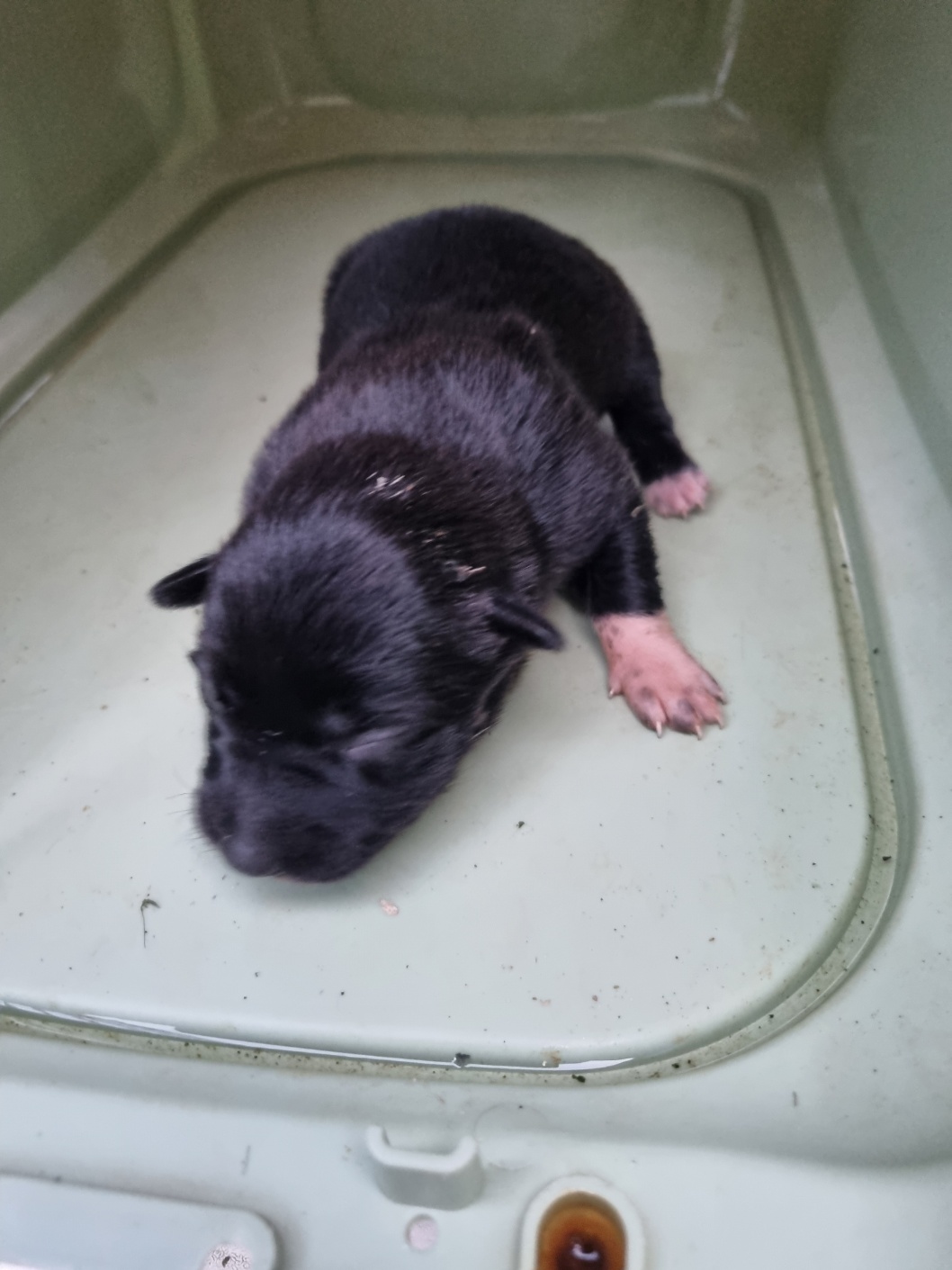 부안군 동물보호센터_445479202501156