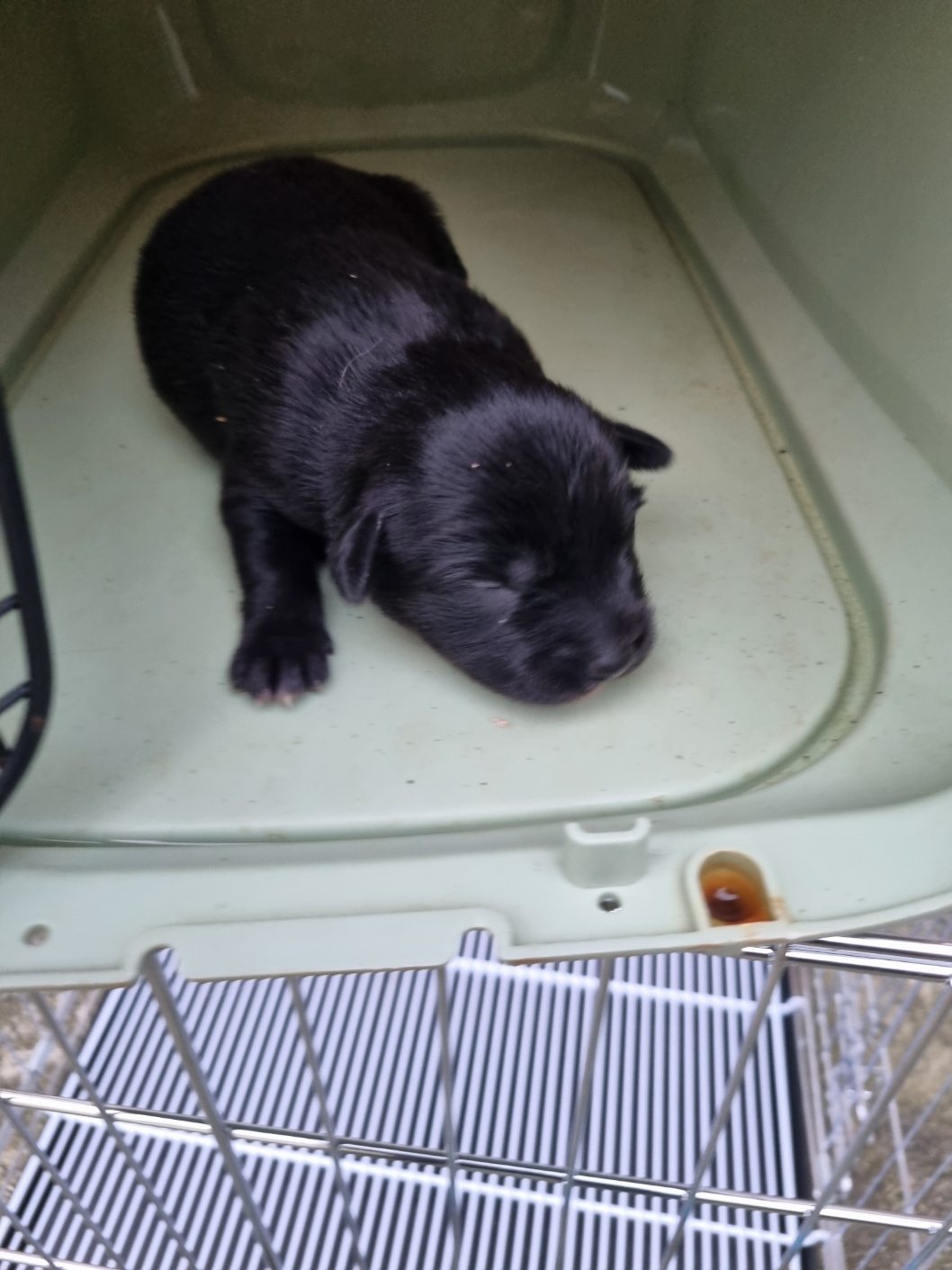 부안군 동물보호센터_445479202501161