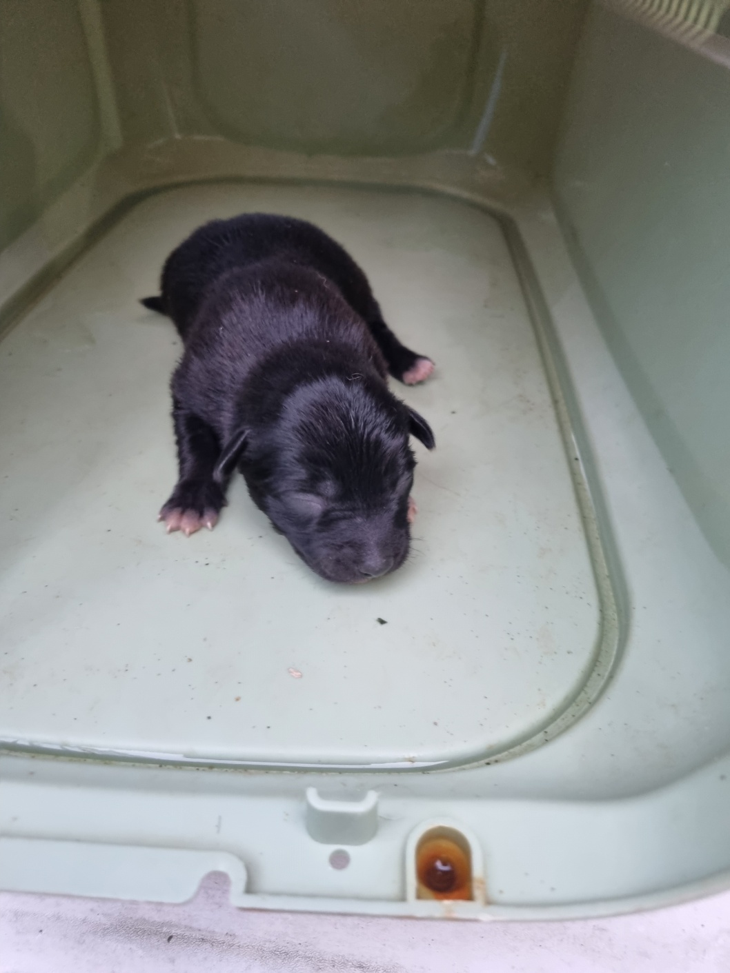 보호중 믹스견의 가…