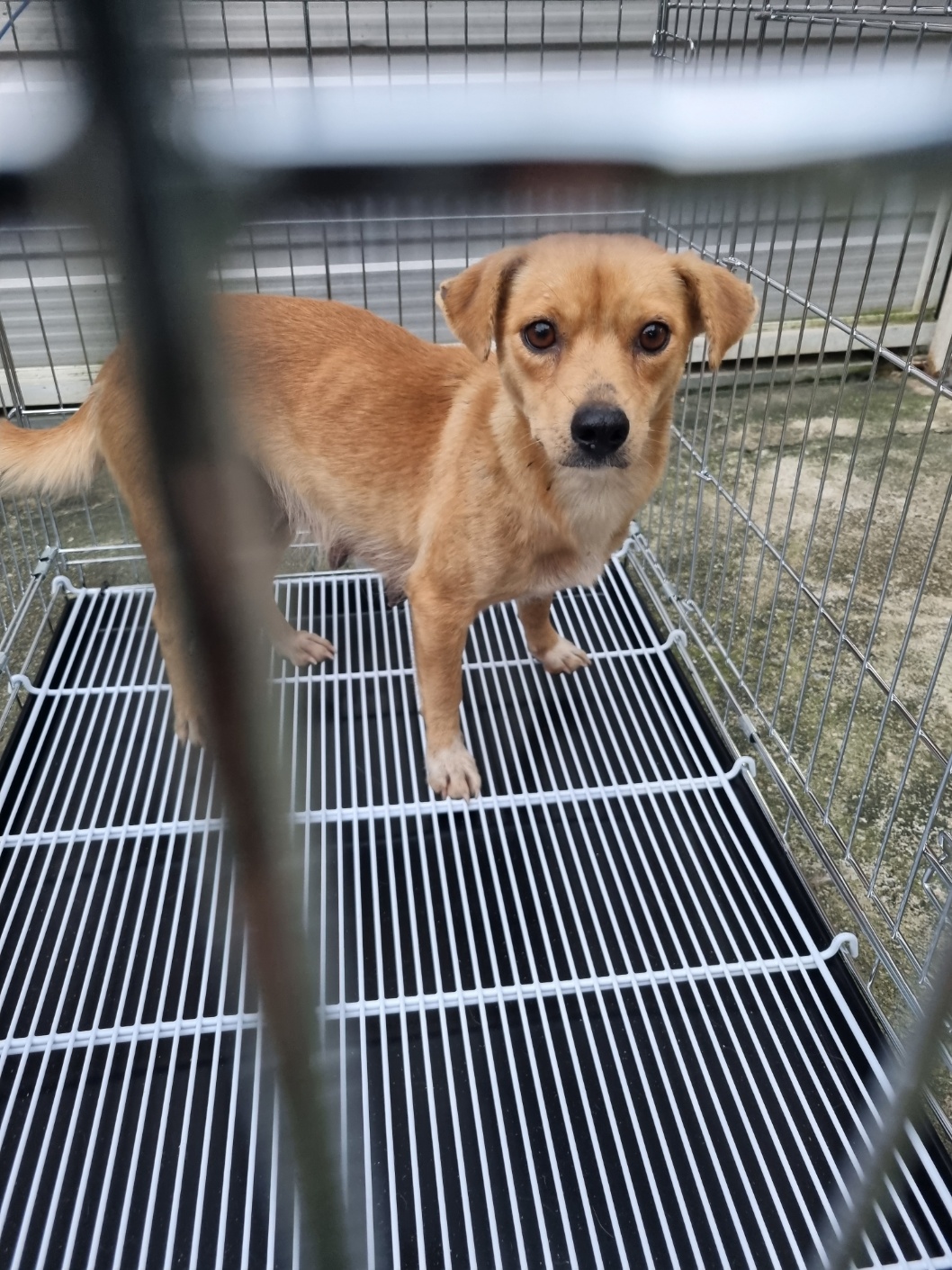 부안군 동물보호센터_445479202501162