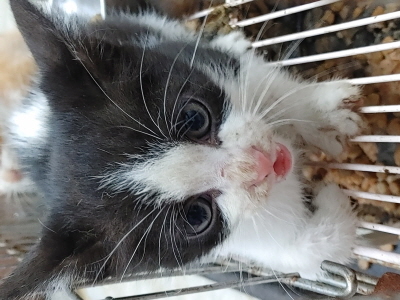 종료(방사) 믹스묘…