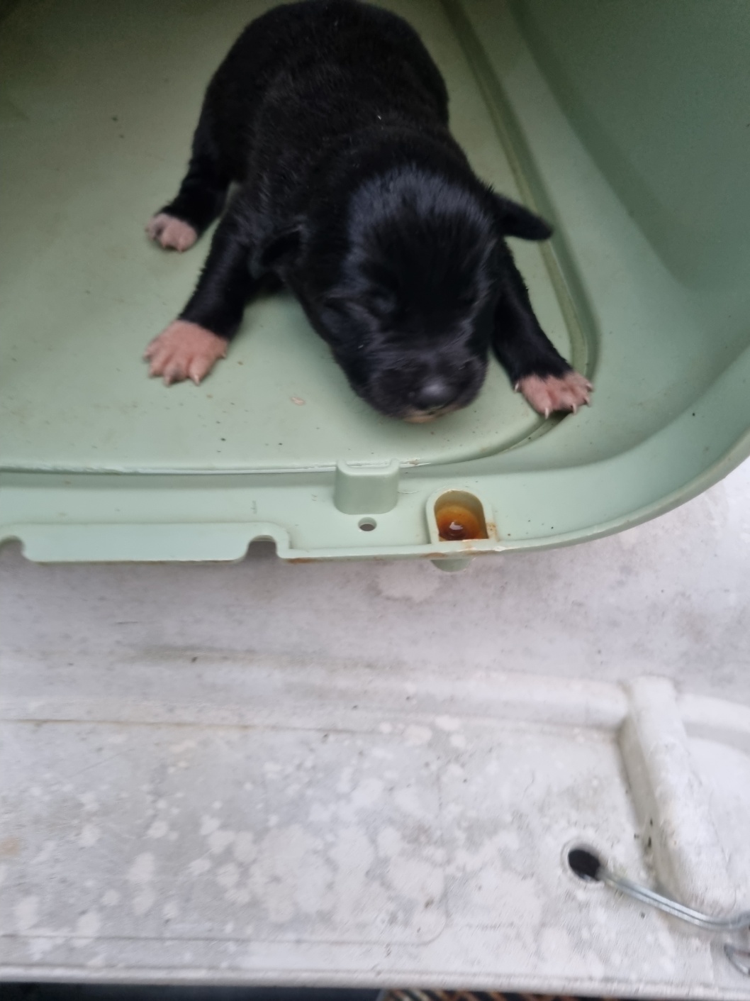 보호중 믹스견의 가…