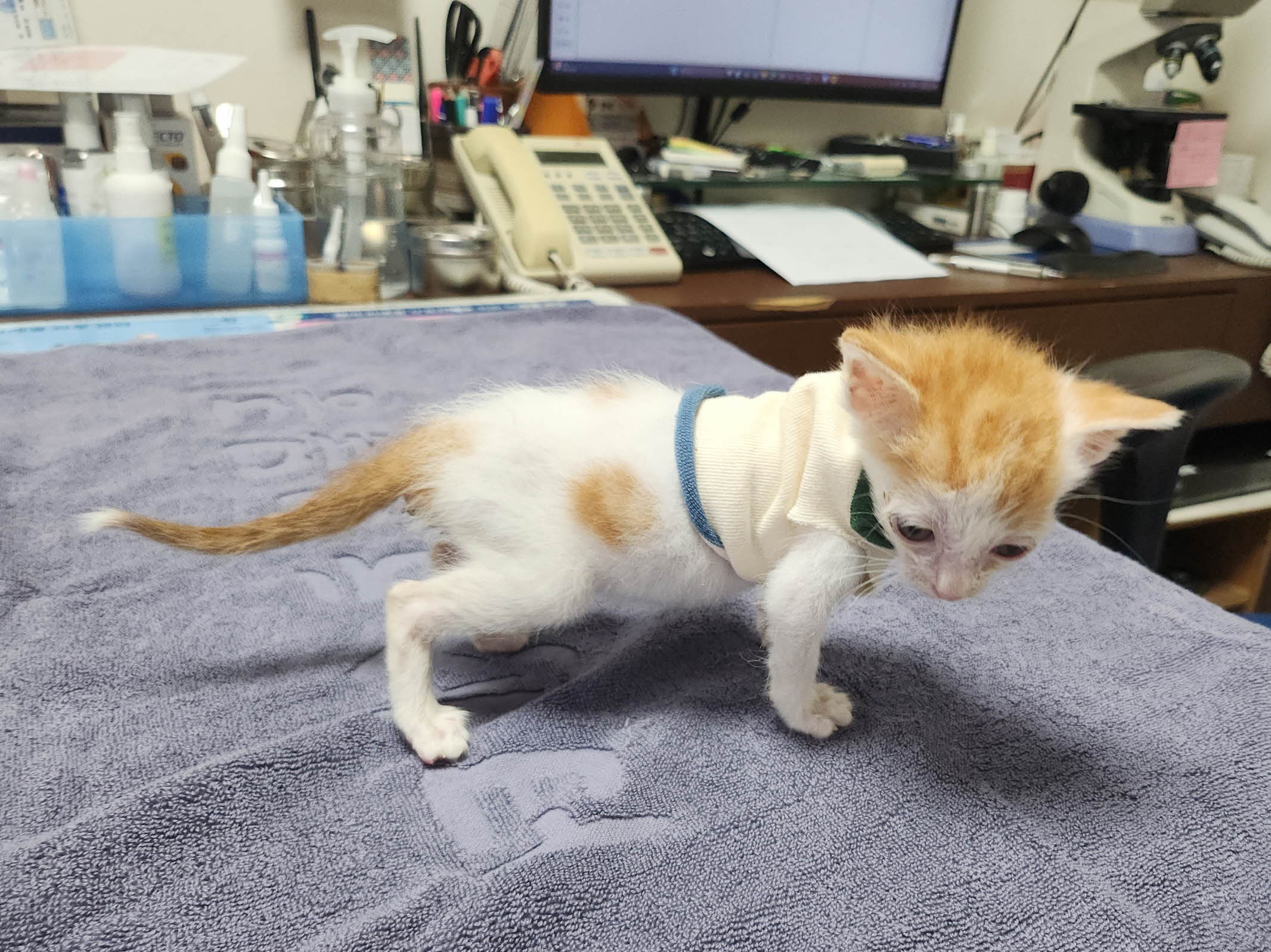 보호중 한국 고양이…