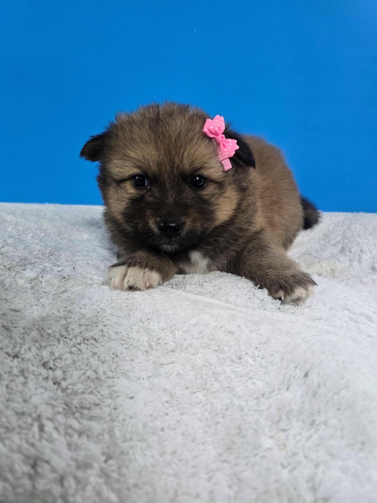 밀양시 동물보호센터_448536202500905