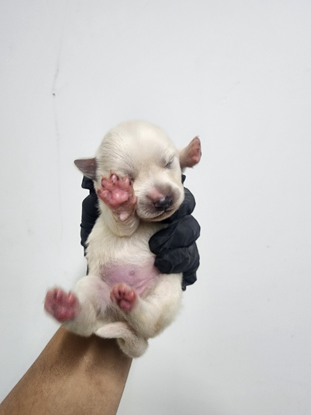 종료(기증) 믹스견…