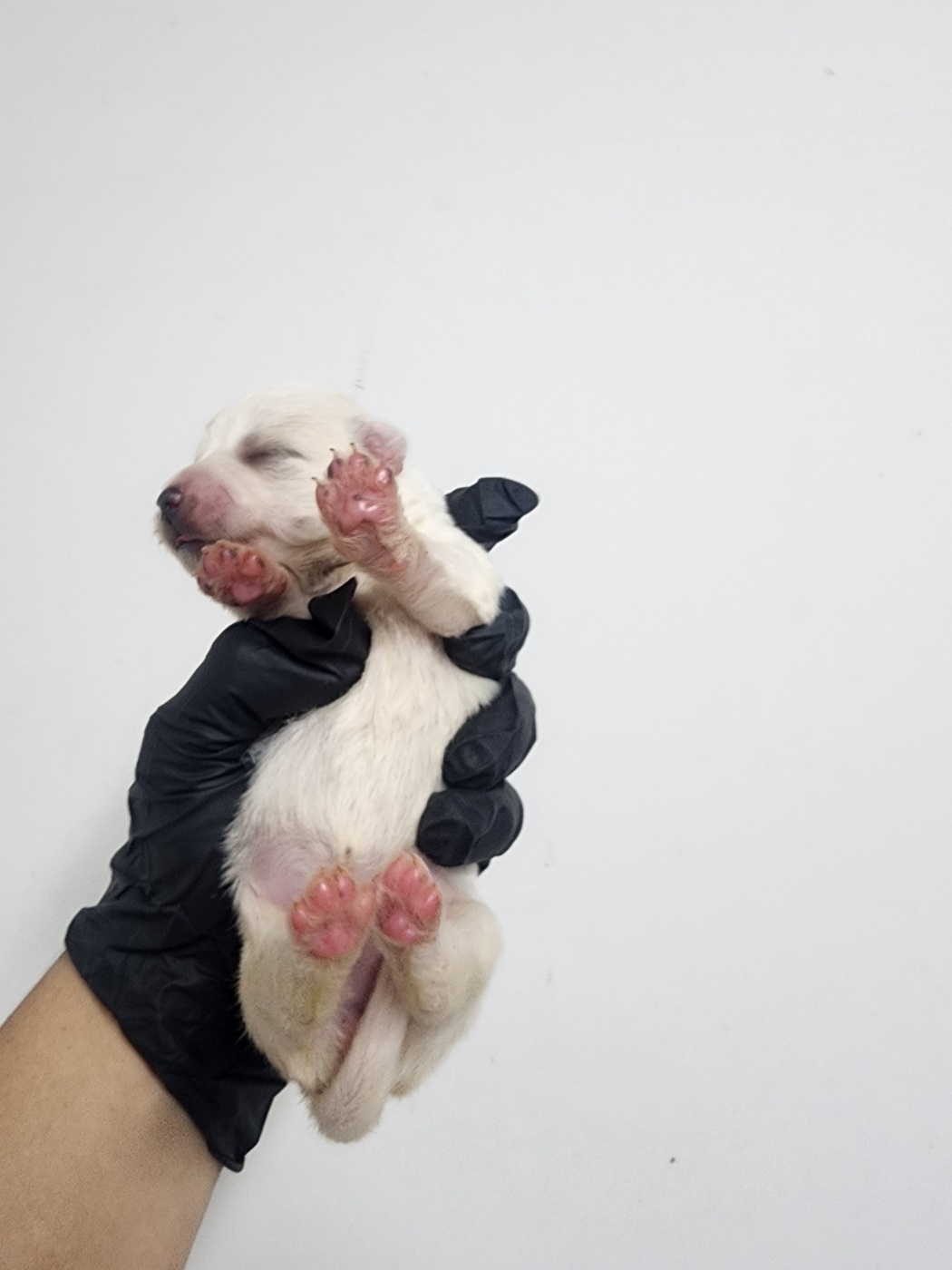 종료(기증) 믹스견…