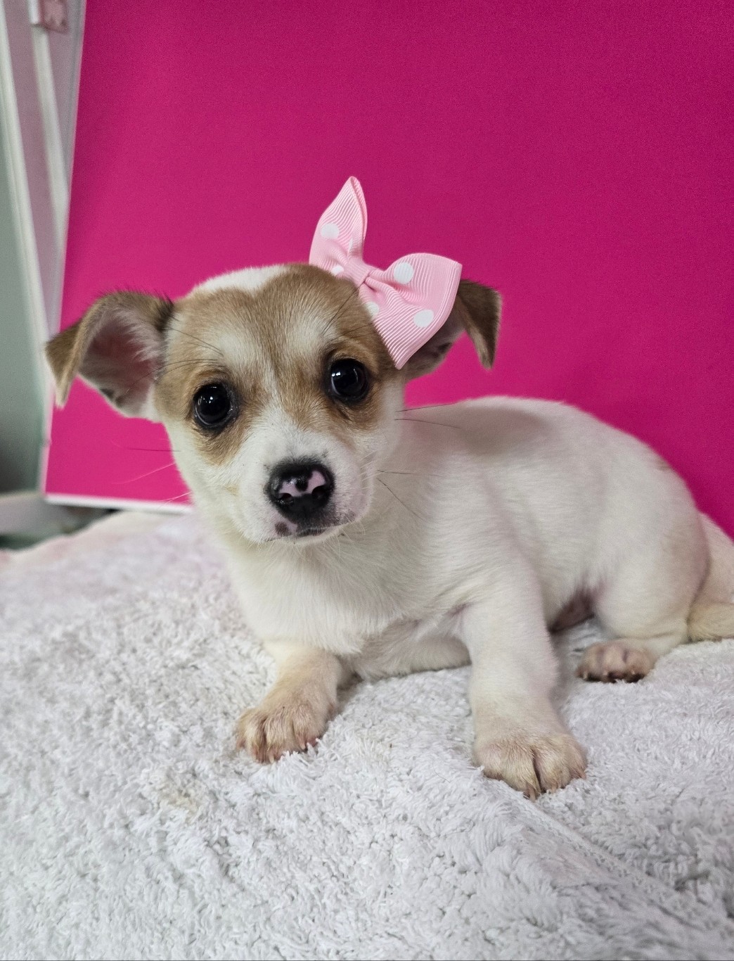 보호중 믹스견의 가…