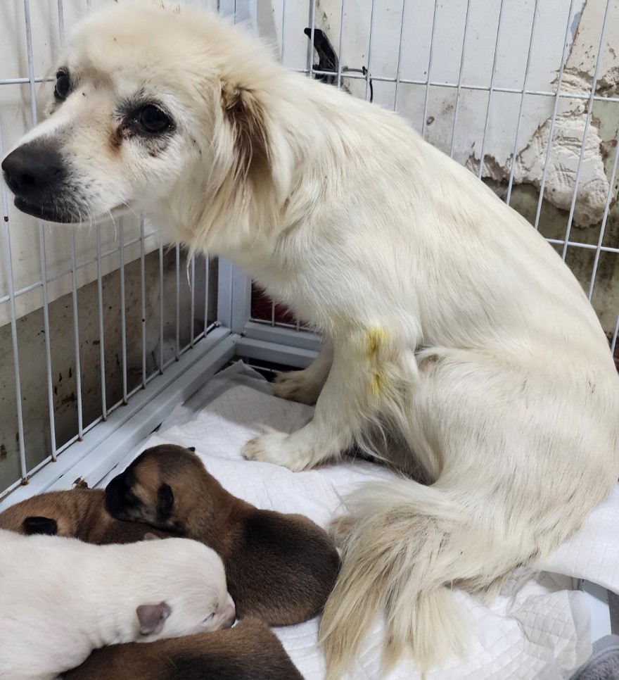 종료(기증) 믹스견…