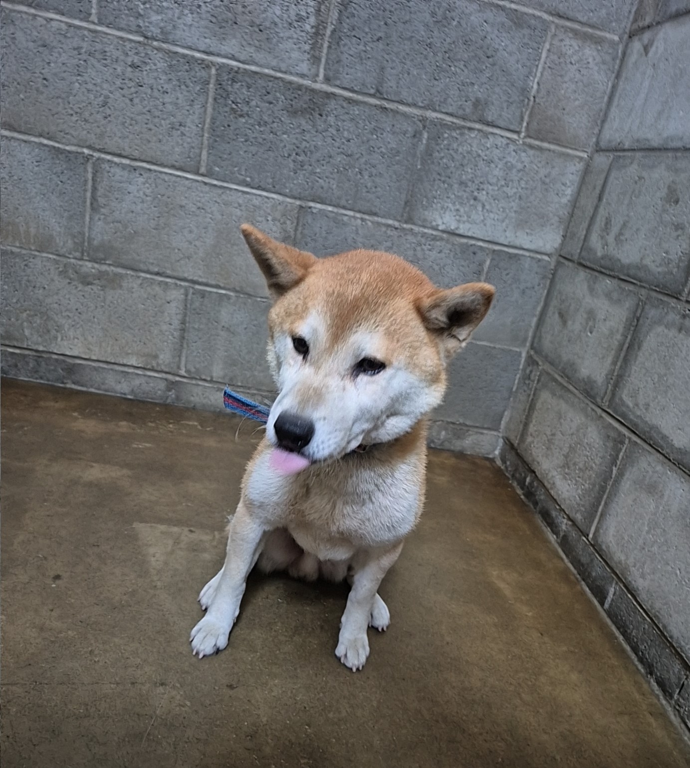 군산유기동물보호센터_445467202501993