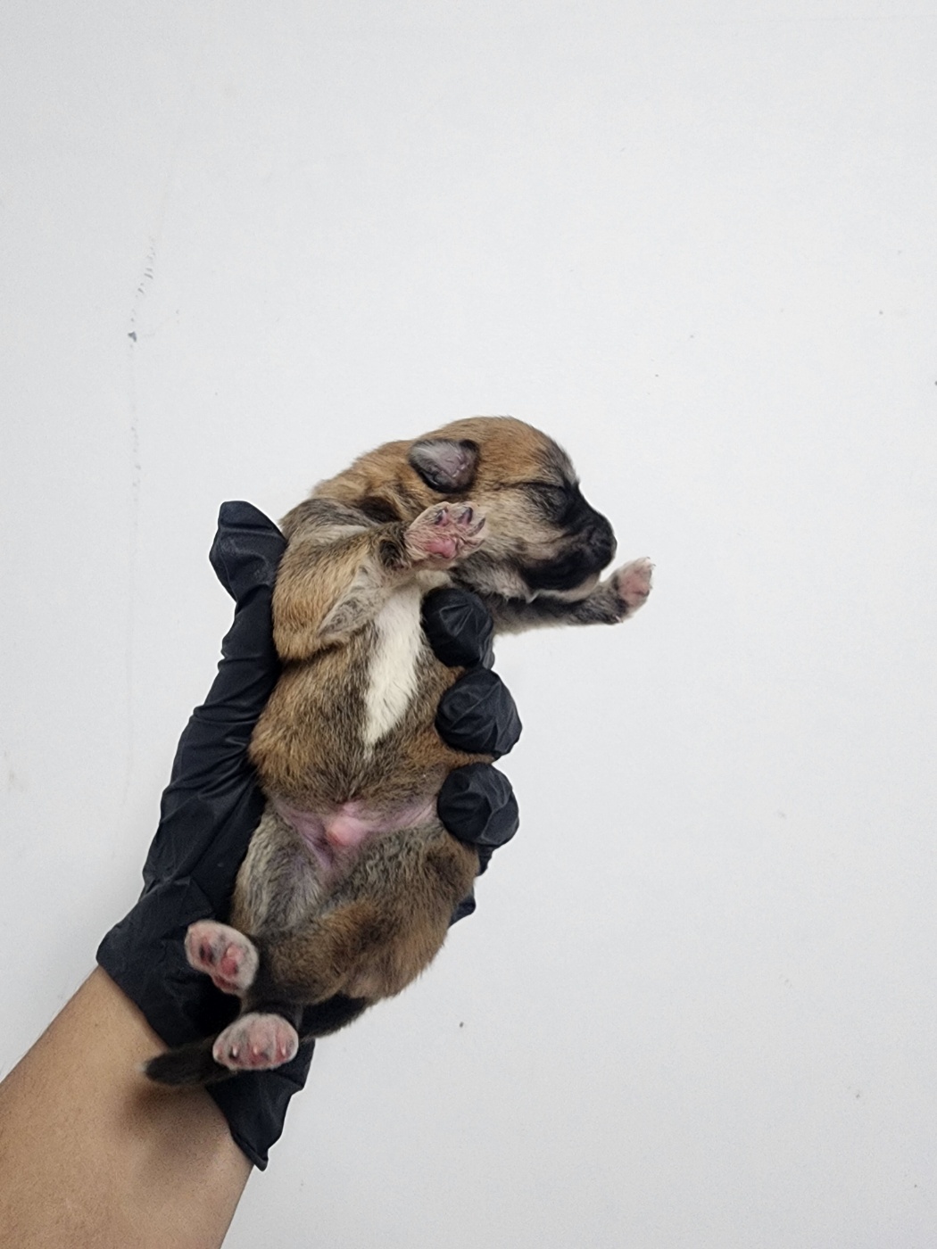 인천수의사회유기동물_428358202500210