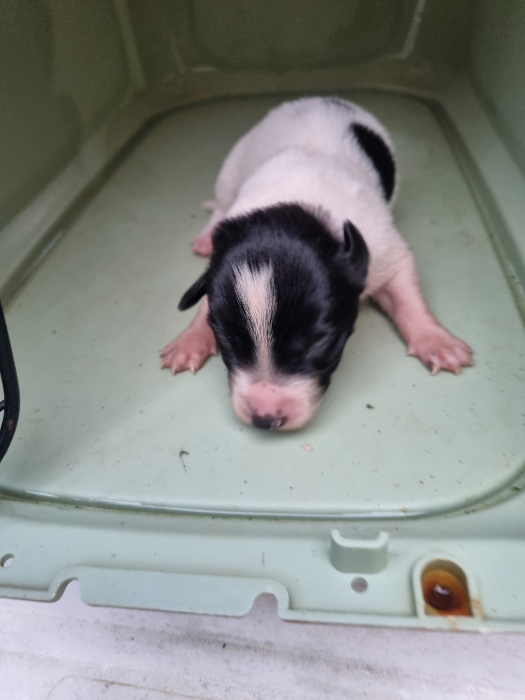 부안군 동물보호센터_445479202501157