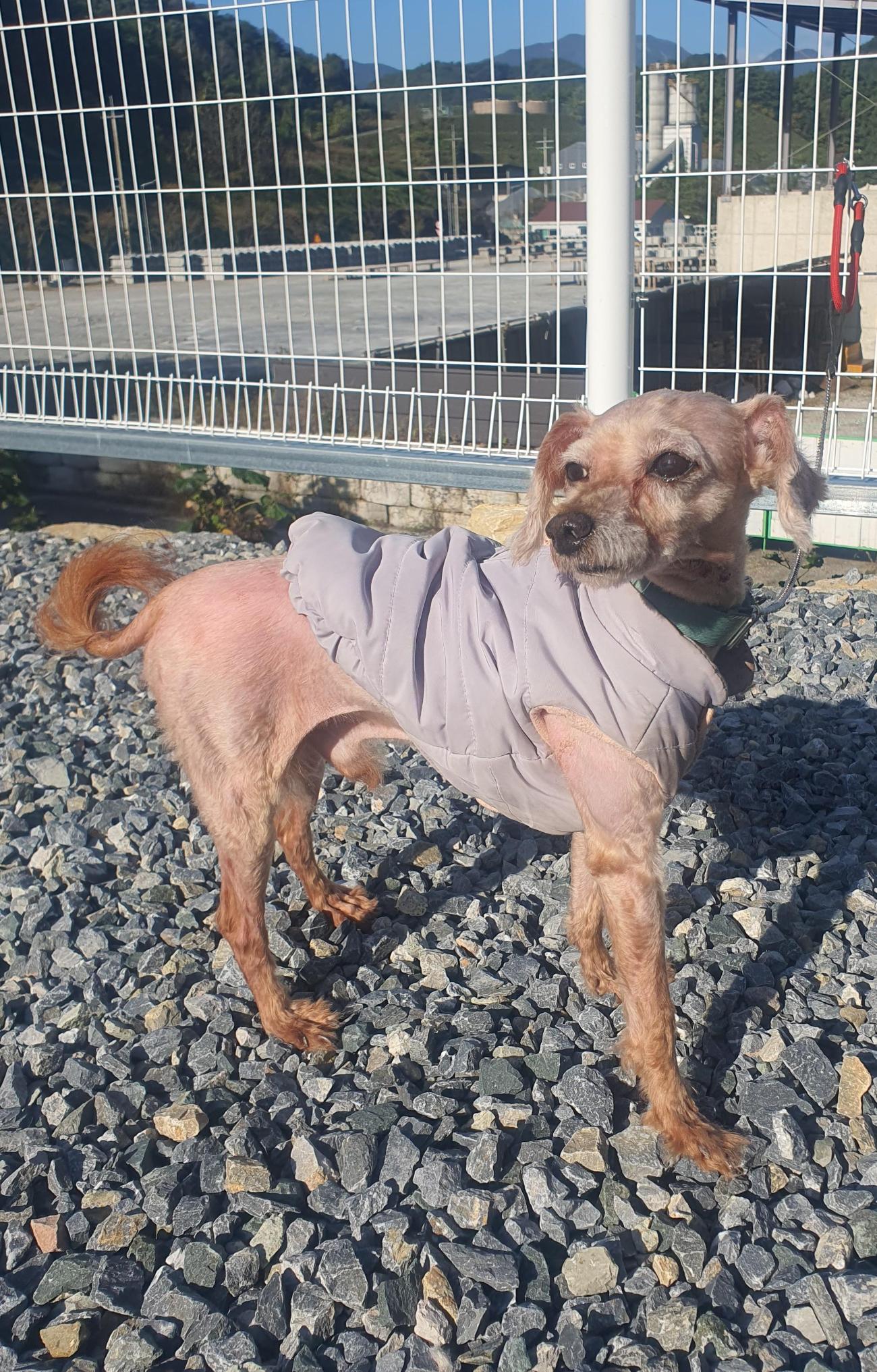 보호중 푸들의 가족…