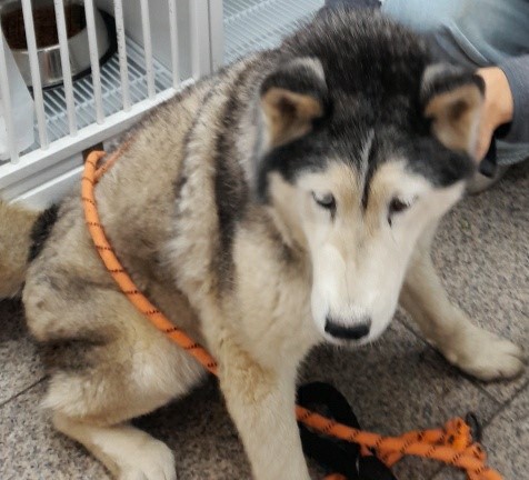 종료(반환) 시베리…