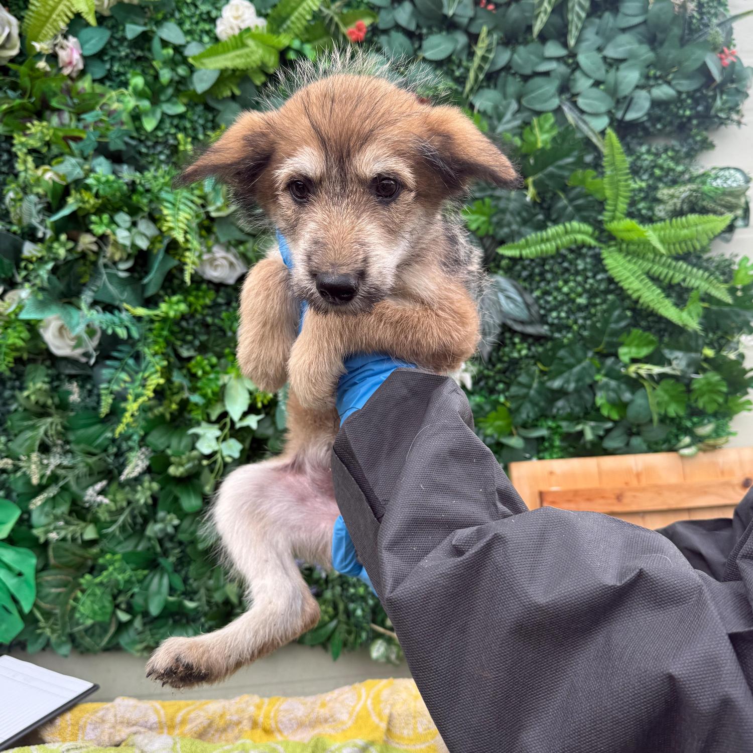 종료(자연사) 믹스…