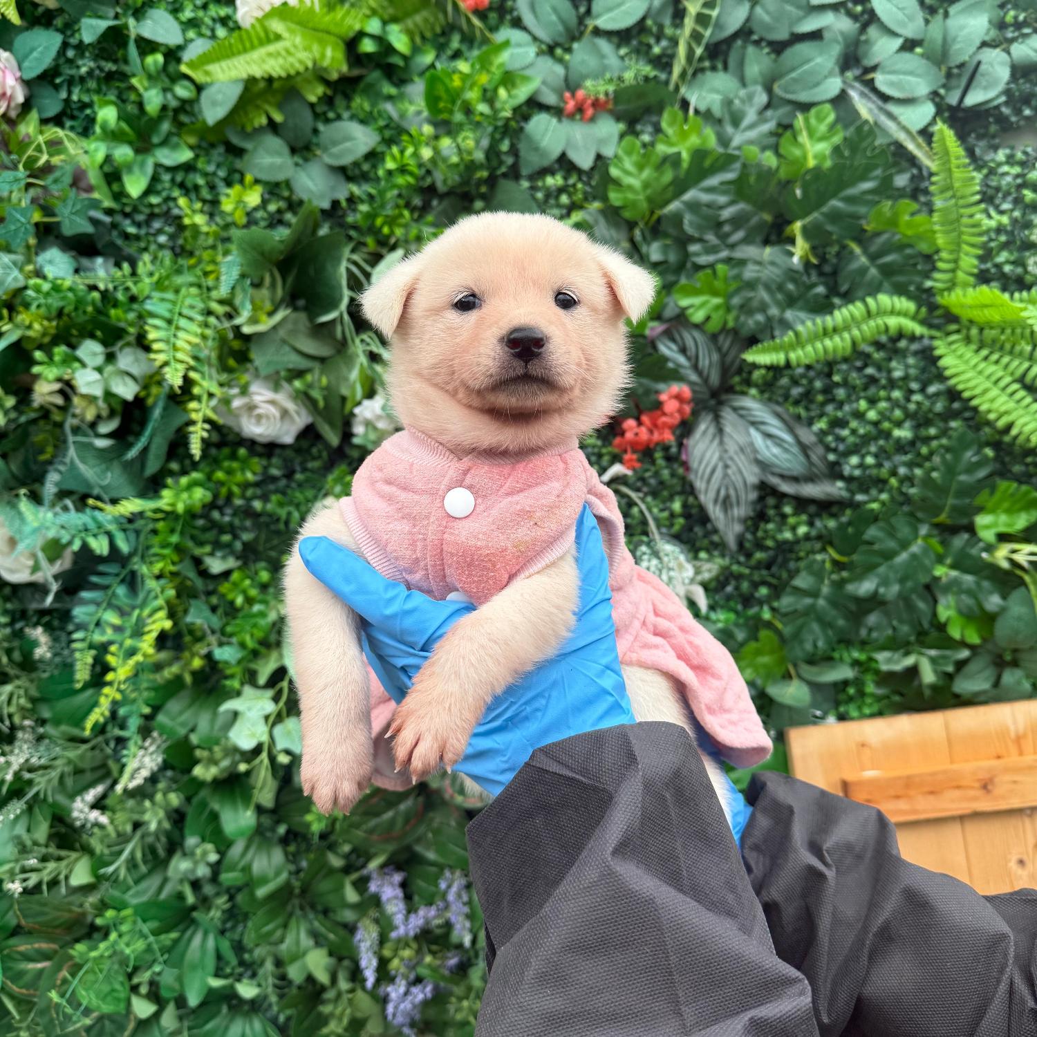 보호중 믹스견의 가…