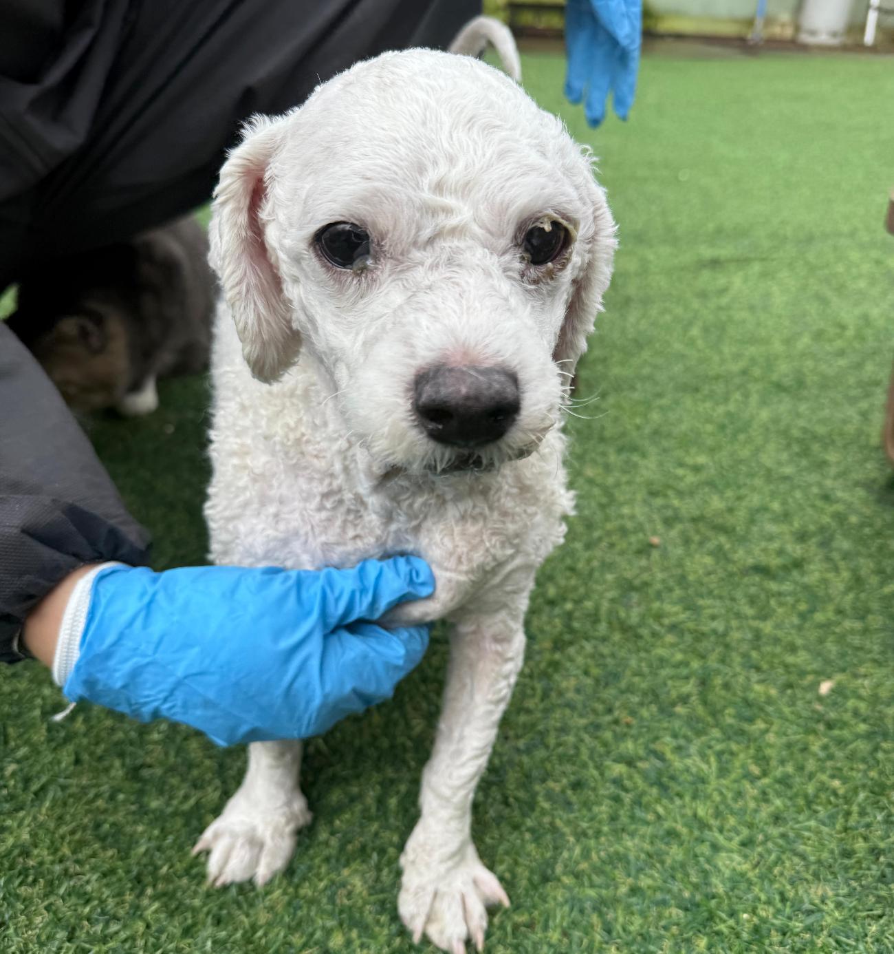 보호중 푸들의 가족…