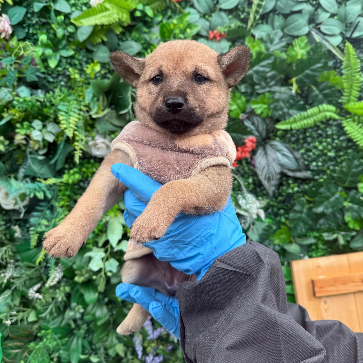 울산유기동물보호센터_431369202500677