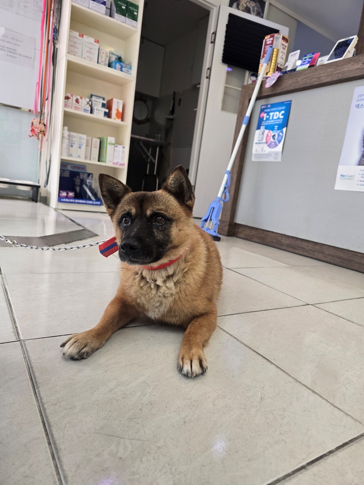 허동물병원_427346202501169