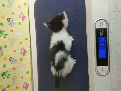 보호중 믹스묘의 가…