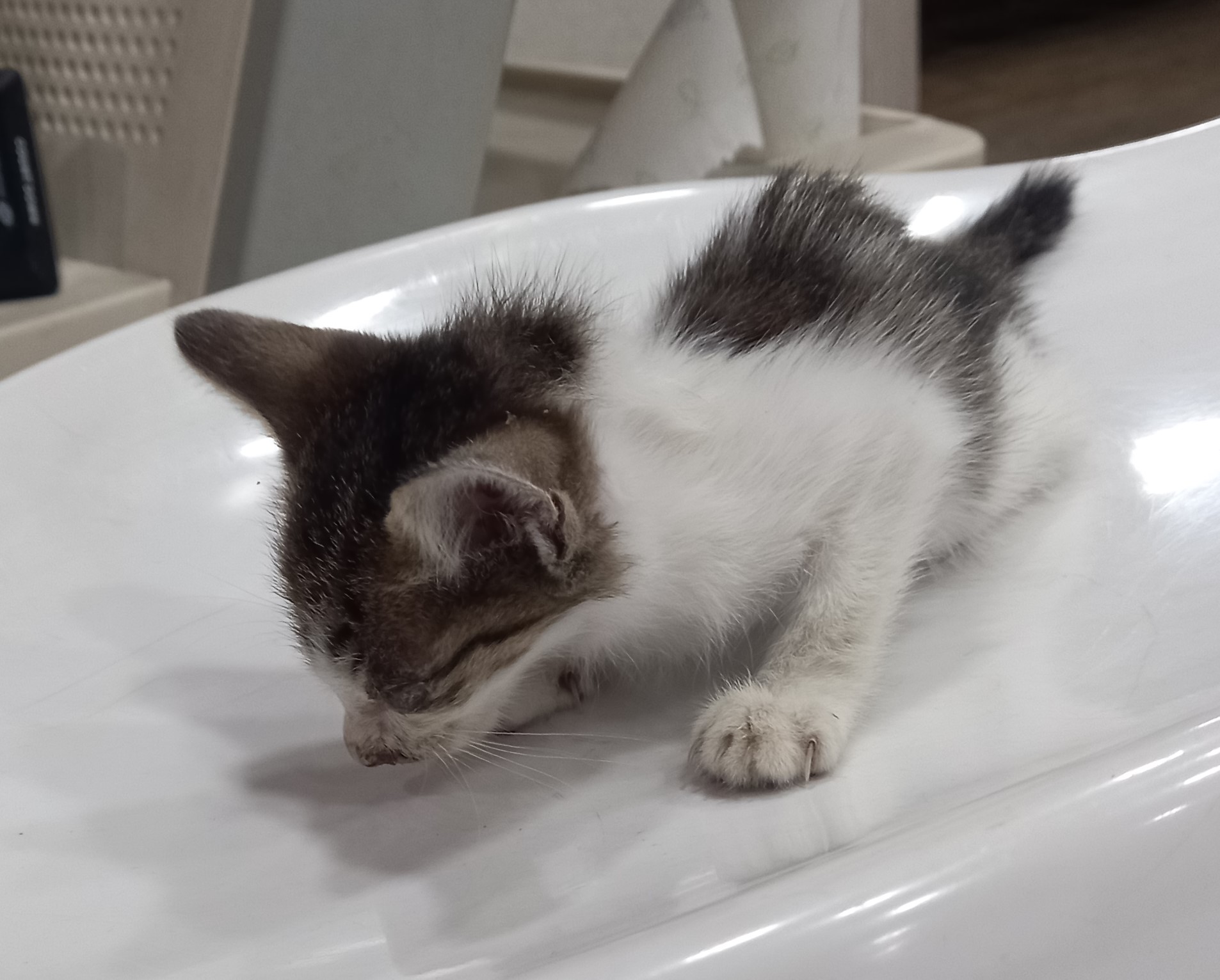 대구시수의사회(더펫)_427343202500971