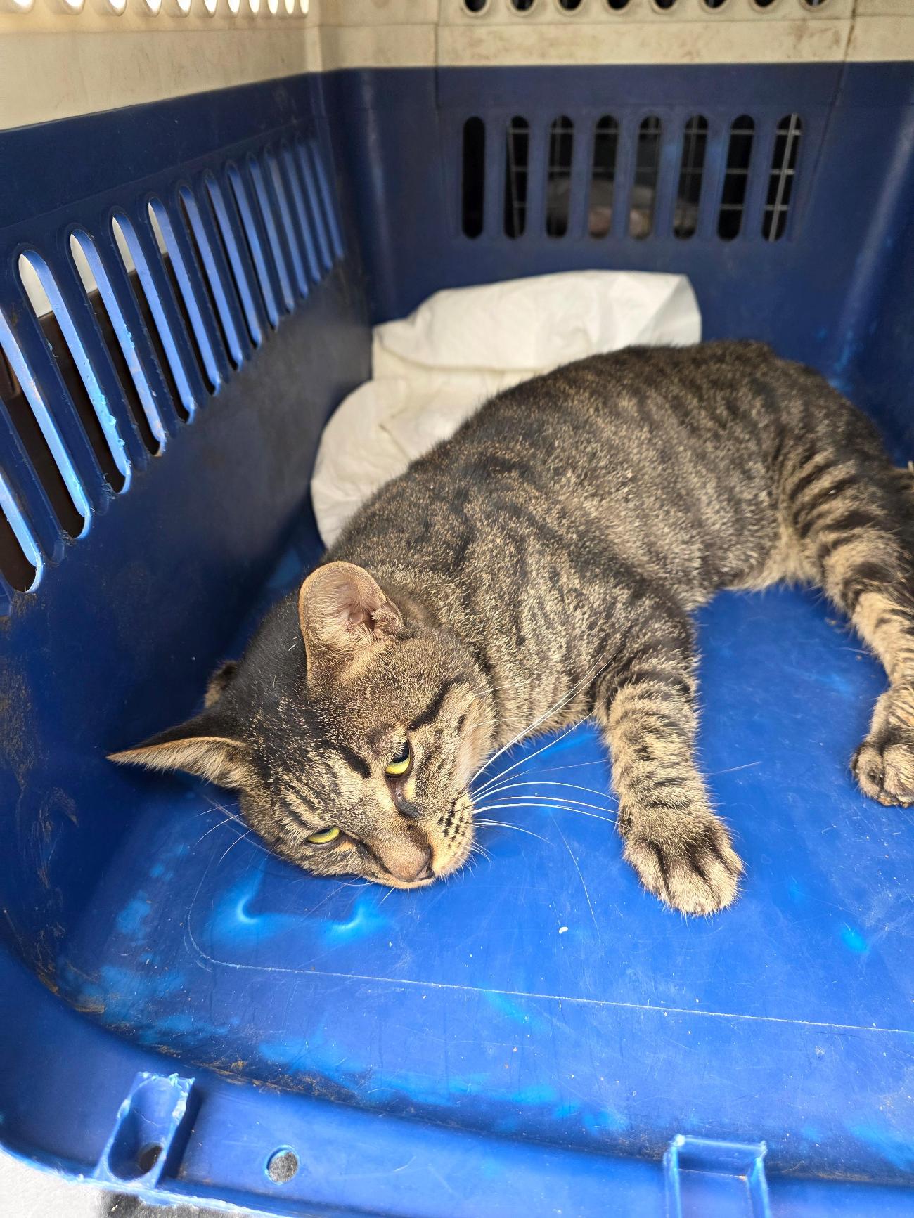 종료(자연사) 한국…