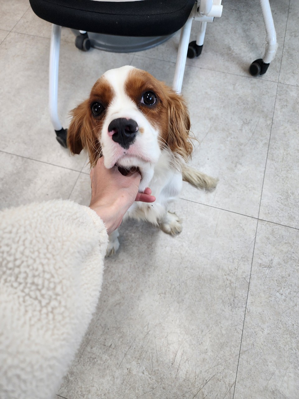 종료(반환) 캐벌리…