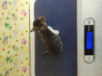 (사)동부동물보호협회_426330202500389