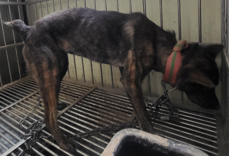 의령군 동물보호센터_448539202500302